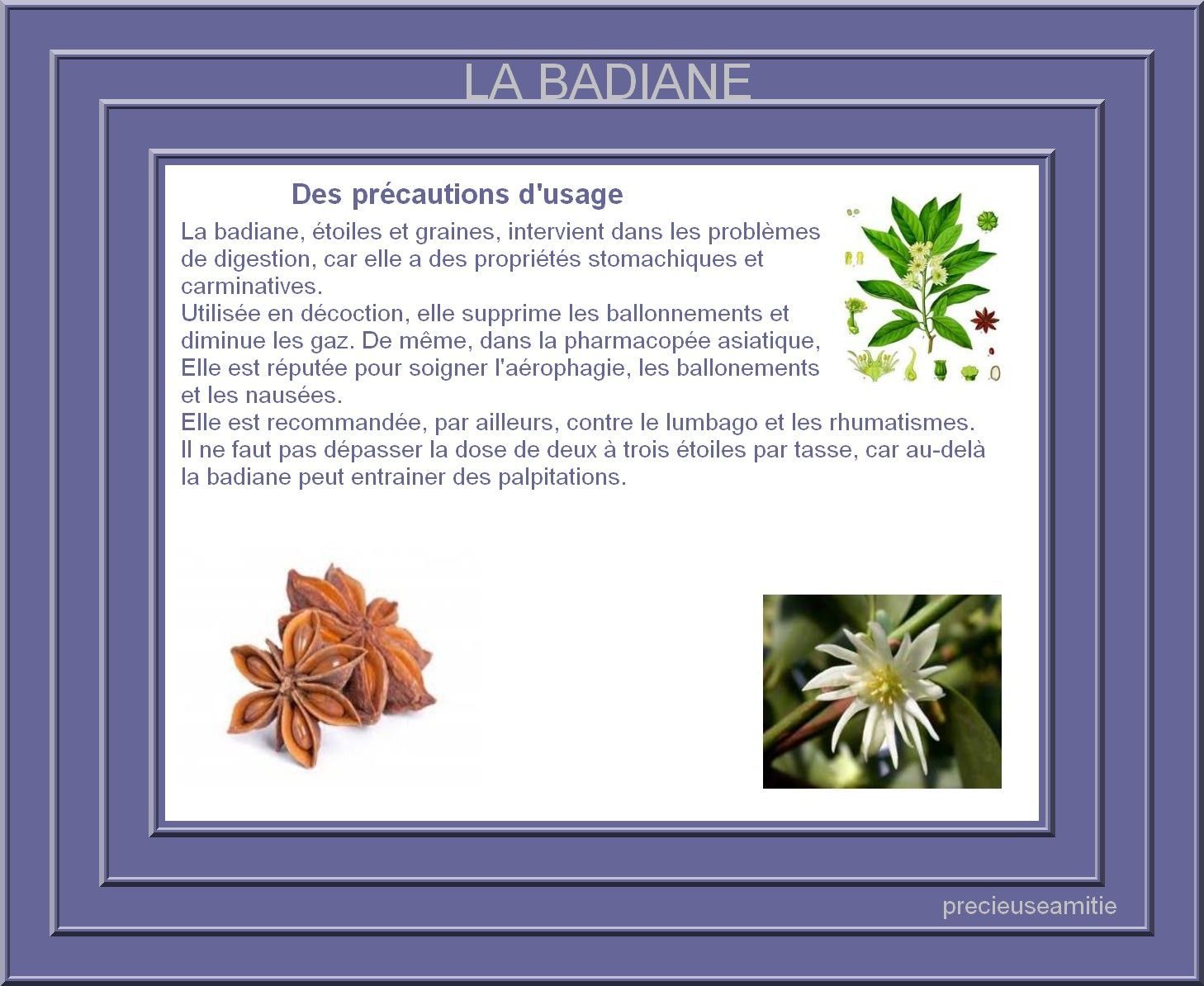 Botanique Botanique